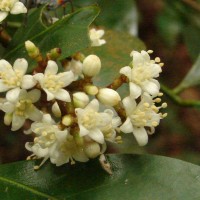 Glycosmis mauritiana (Lam.) Tanaka